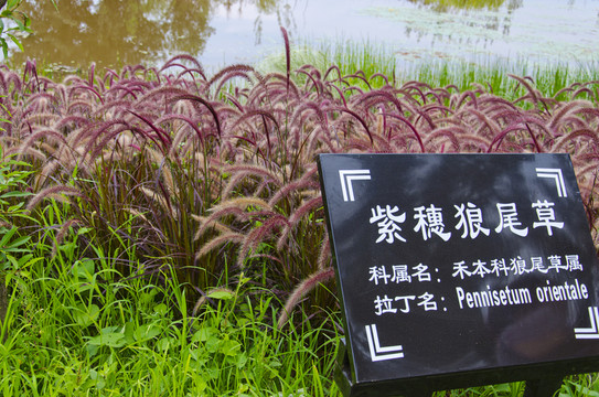 狗尾草