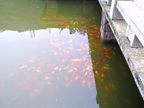 鯉魚