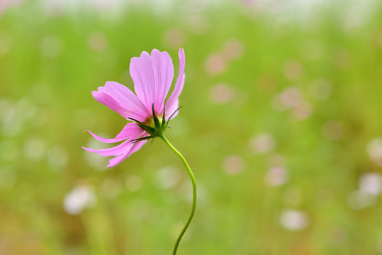 一枝紅花