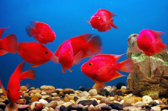 觀賞魚