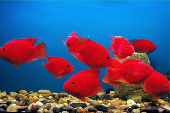 觀賞魚(yú)