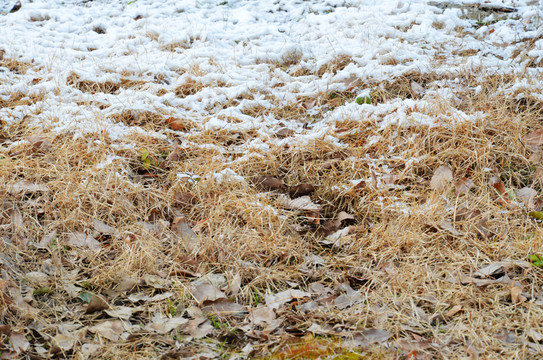 枯草上的積雪