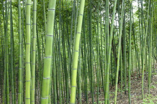 竹林