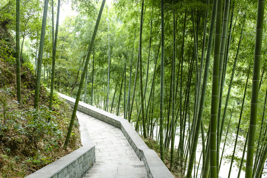 竹林