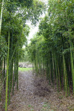 竹林