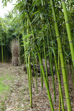 竹林