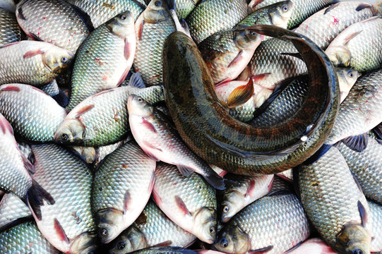 魚