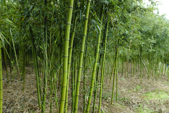 竹林