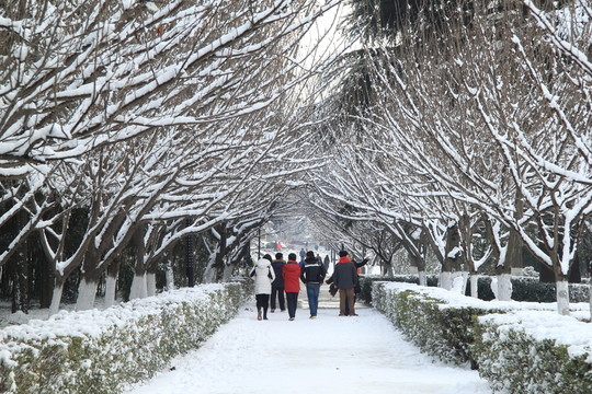 櫻花道雪景