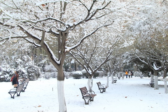 西花園的雪