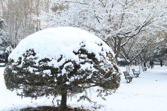 西花園雪景