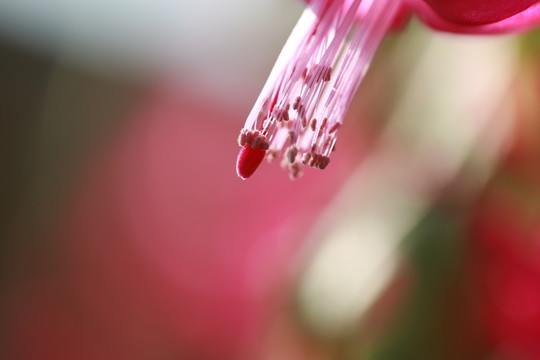 花蕊