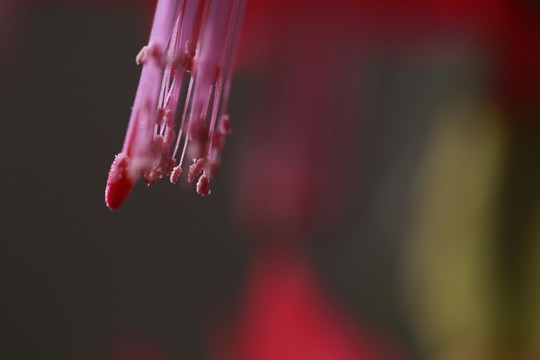 花蕊特寫
