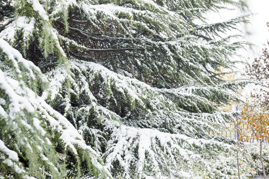 松樹(shù)枝 白雪