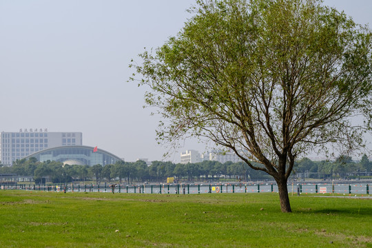 城市綠化