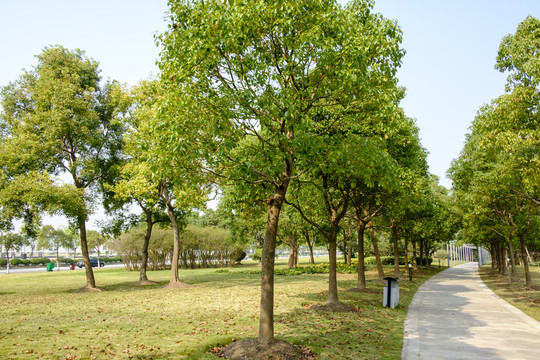 公園小路