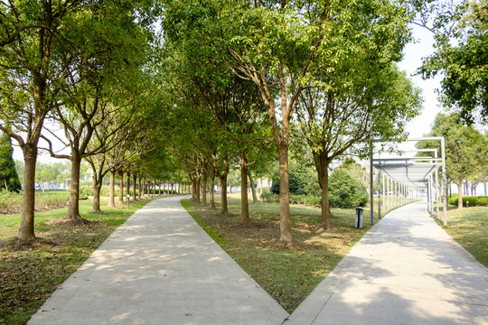 林中小路