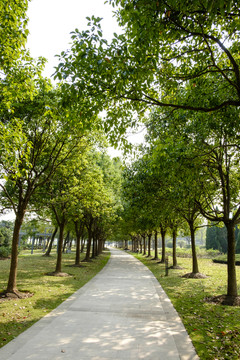 林中小路