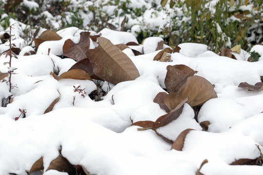 白雪