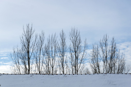 楊樹樹枝
