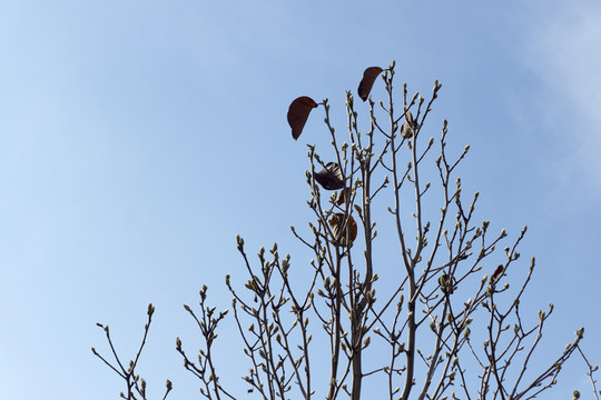 玉蘭樹枝