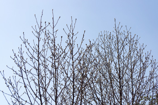 玉蘭樹枝