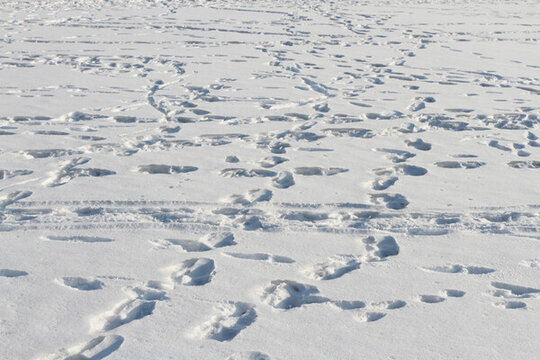 冬天 雪 雪痕