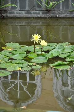 蓮花