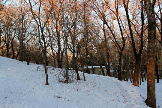 冬天 樹(shù)木 白雪 松樹(shù) 藍(lán)天
