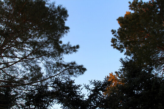 樹枝 樹木 冬天