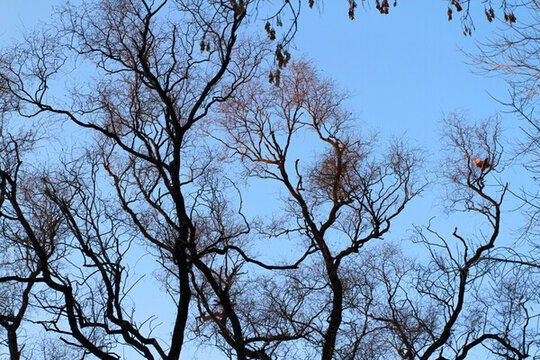 冬天 樹林 樹木 樹枝 傍晚