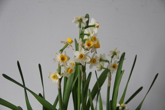 水仙花