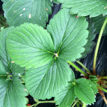 草莓葉子