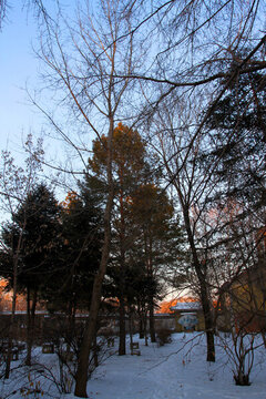 冬天 樹木 白雪 松樹 藍天