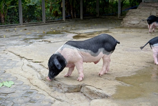 香豬