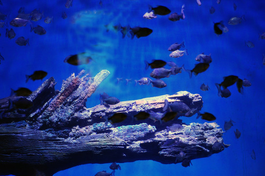 海洋世界