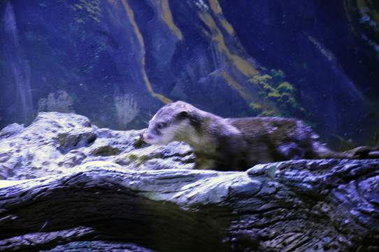 水獺