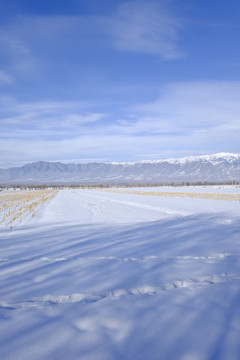 冬雪