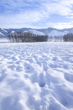 冬雪