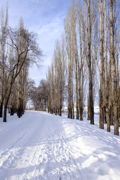 雪中小路
