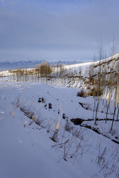 冬雪