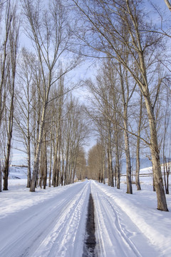 林中小路