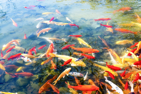 魚(yú)群 觀賞魚(yú) 錦鯉