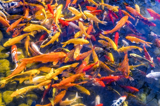 魚群 觀賞魚 錦鯉