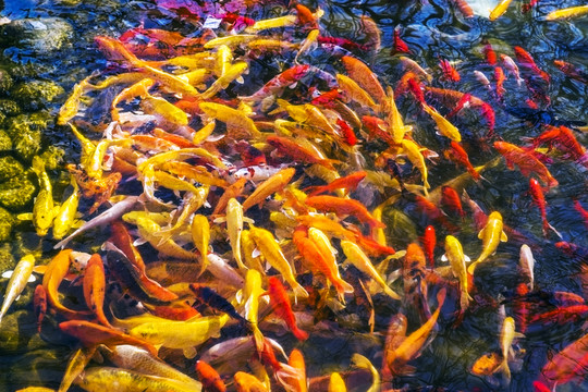 魚群 觀賞魚 錦鯉