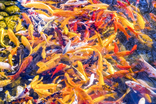 魚群 觀賞魚 錦鯉