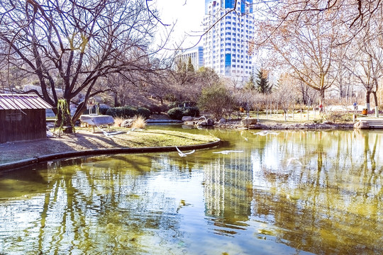 公園冬天