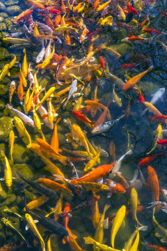 魚群 觀賞魚 錦鯉
