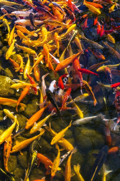 魚群 觀賞魚 錦鯉