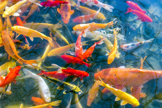 魚(yú)群 觀賞魚(yú) 錦鯉